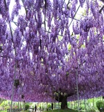 八重の大藤満開！