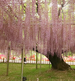 大藤見頃継続！