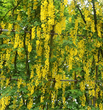 きばな藤満開！