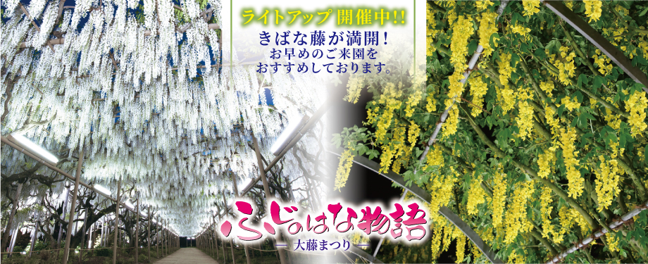 ふじのはな物語2026