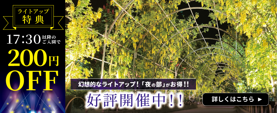 あしかがフラワーパーク　夜の部がお得