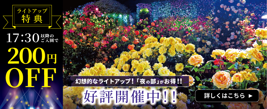 あしかがフラワーパーク　夜の部がお得