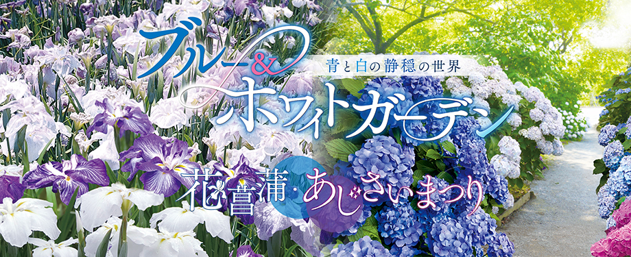 花菖蒲・あじさいまつり