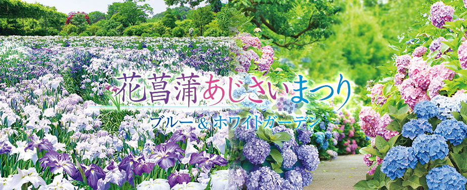 花菖蒲・あじさいまつり