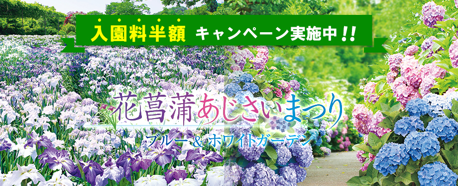 花菖蒲・あじさいまつり
