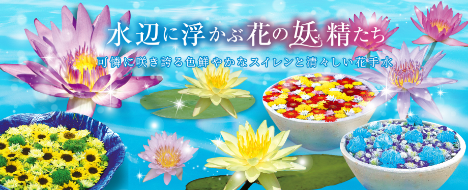 水辺に浮かぶ花の妖精たち