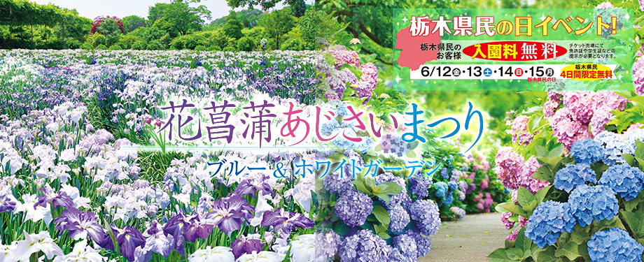 花菖蒲・あじさいまつり