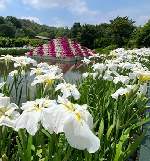 花菖蒲
