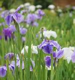 花菖蒲