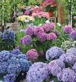 あじさい