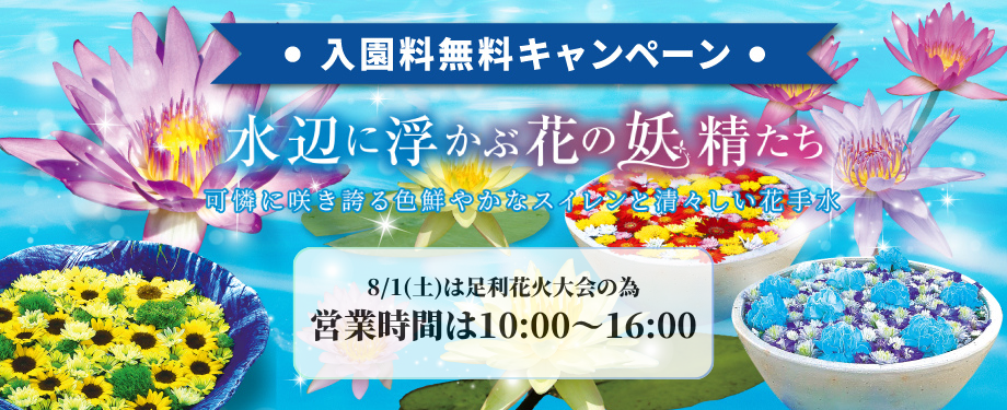 夏の植物園 ～水辺に浮かぶ花の妖精たち～