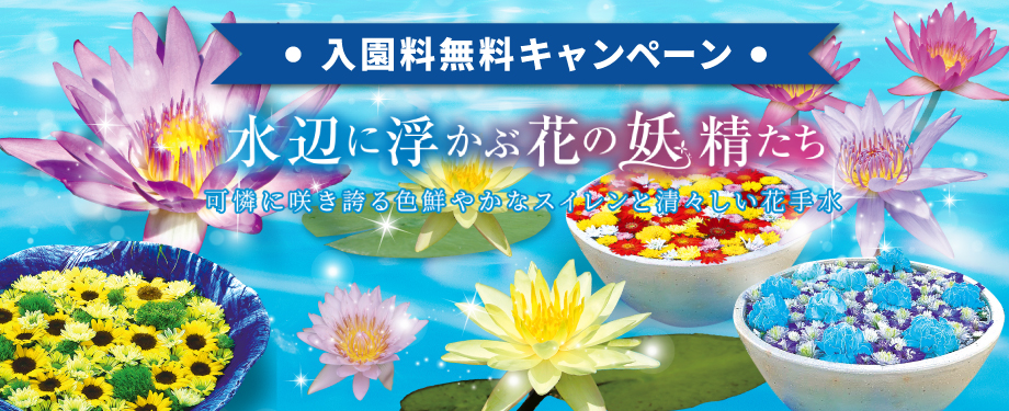 夏の植物園 ～水辺に浮かぶ花の妖精たち～