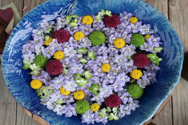 お知らせ詳細 | お知らせ一覧 | あしかがフラワーパーク