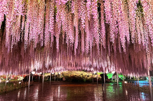 花の状況 | パーク便り | あしかがフラワーパーク