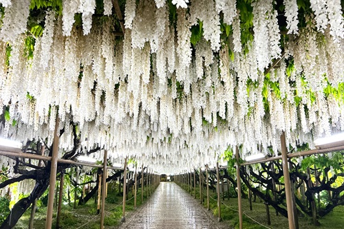 パンパスグラスとニュアンスカラーのフライングリース　グレベリア　紫陽花 花の状況 | パーク便り | あしかがフラワーパーク