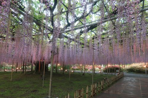40年山吹の株 フラワーパークや庭のアクセントに 40年山吹の株