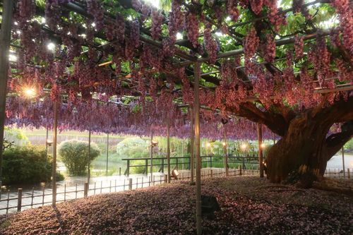 スタッフ日記 | あしかがフラワーパーク