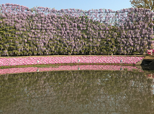 花の状況 | パーク便り | あしかがフラワーパーク
