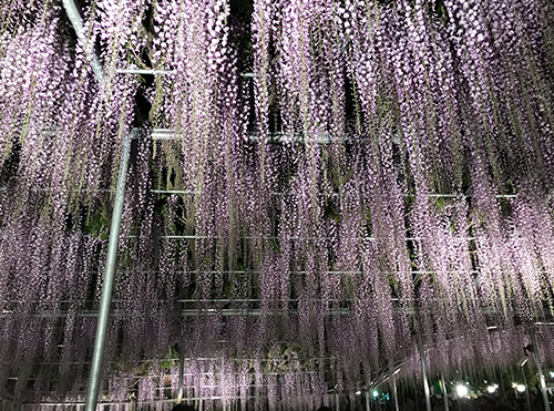 現在の花の状況 | あしかがフラワーパーク