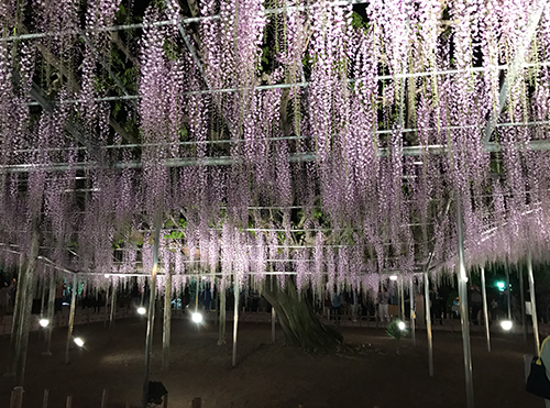 花の状況 | パーク便り | あしかがフラワーパーク