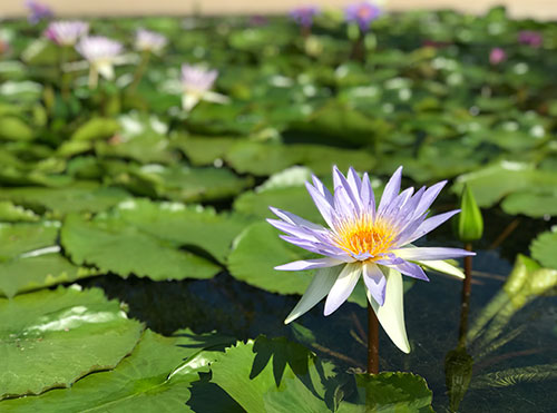 花の状況 | パーク便り | あしかがフラワーパーク