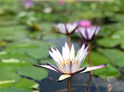 花の状況 | パーク便り | あしかがフラワーパーク