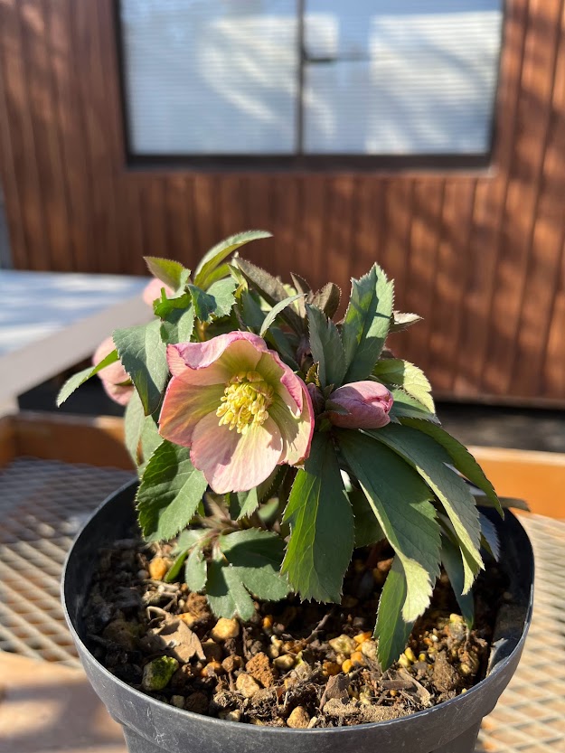 花うりば | あしかがフラワーパーク