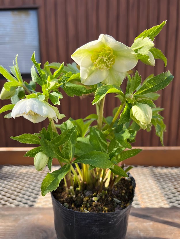 限定】 極小輪 蜃気楼 dd クリスマスローズ 大木 アウ