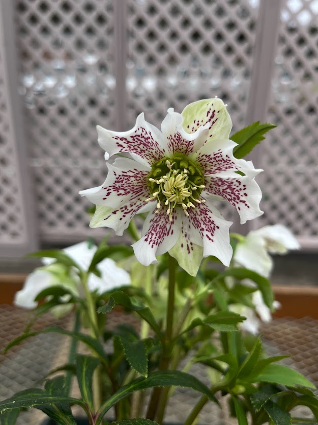 花うりば | あしかがフラワーパーク