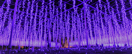 The miraculous Great Wisteria