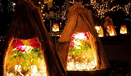 ニューイヤーイルミネーション ～光と冬咲きボタンの競演～