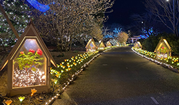New Year Illumination Co-starring lights and winter peonies