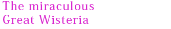 The miraculous Great Wisteria