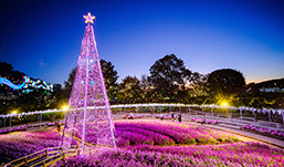 光と花のコラボレーション ～光とアメジストセージの融合～