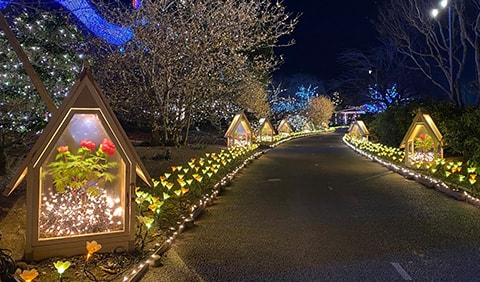 New Year Illumination Co-starring lights and winter peonies