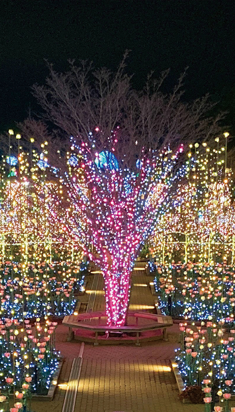 Rose Garden of Light