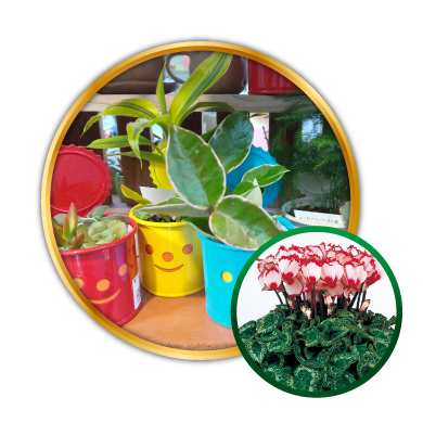 オススメのお花売