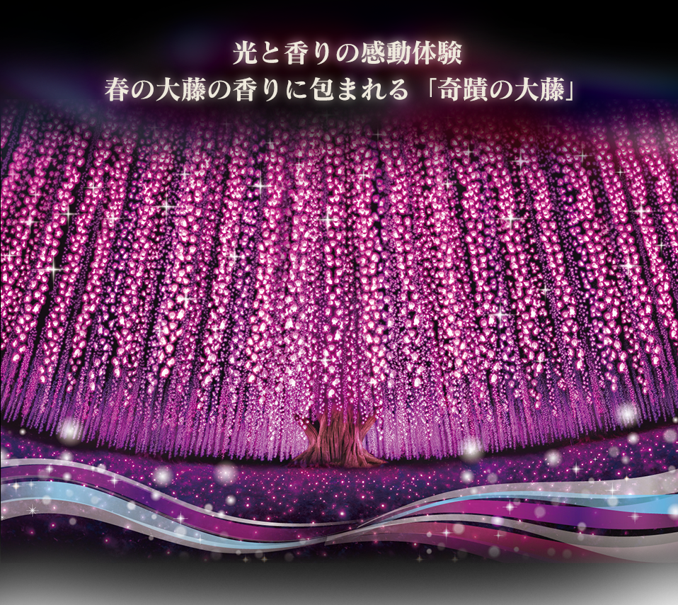 光と香りの感動体験　春の大藤の香りに包まれる「奇蹟の大藤」