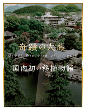 Wisteria History