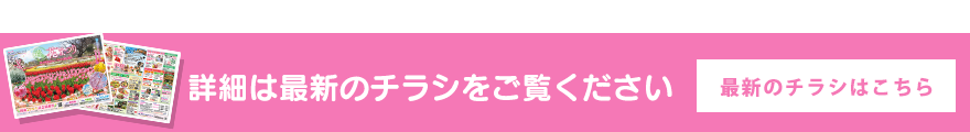 最新のチラシはこちら
