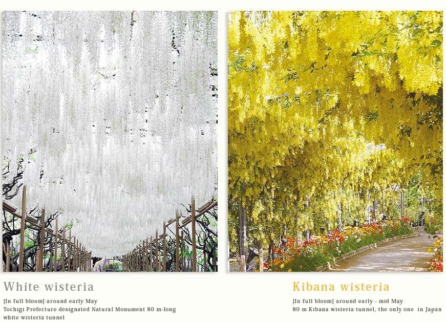 White wisteria [In full bloom] around early May Tochigi Prefecture designated Natural Monument 80 m-long white wisteria tunnel  Kibana wisteria [In full bloom] around early - mid May 80 m Kibana wisteria tunnel, the only one  in Japan