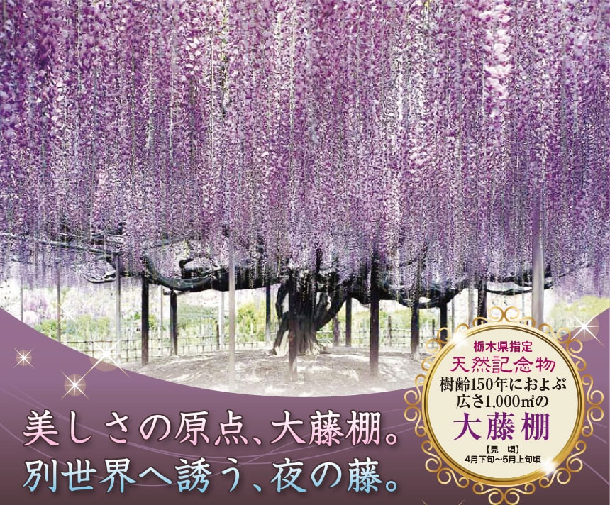 栃木県指定 天然記念物 樹齢150年におよぶ広さ1,000㎡の大藤棚 【見　頃】4月下旬〜5月上旬頃