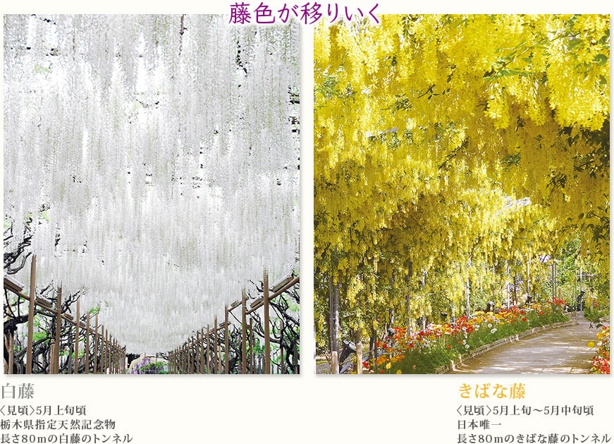 白藤 〈見頃〉5月上旬頃栃木県指定天然記念物長さ80ｍの白藤のトンネル  きばな藤 〈見頃〉5月上旬～5月中旬頃日本唯一長さ80ｍのきばな藤のトンネル