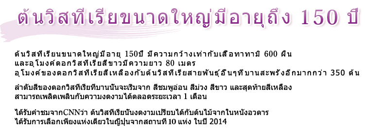 ต้นวิสทีเรียขนาดใหญ่มีอายุถึง 150 ปี ต้นวิสทีเรียนขนาดใหญ่มีอายุ 150ปี มีความกว้างเท่ากับเสื่อทาทามิ 600 ผืน และอุโมงค์ดอกวิสทีเรียสีขาวมีความยาว 80 เมตร อุโมงค์ของดอกวิสทีเรียสีเหลืองกับต้นวิสทีเรียสายพันธุ์อื่นๆที่บานสะพรั่งอีกมากกว่า 350 ต้น ลำดับสีของดอกวิสทีเรียที่บานนั้นจะเริ่มจาก สีชมพูอ่อน สีม่วง สีขาว และสุดท้ายสีเหลือง สามารถเพลิดเพลินกับความงดงามได้ตลอดระยะเวลา 1 เดือน ได้รับคำชมจากCNNว่า ต้นวิสทีเรียนั้นงดงามเปรียบได้กับต้นไม้จากในหนังอวตาร ได้รับการเลือกเพียงแห่งเดียวในญี่ปุ่นจากสถานที่ 9 แห่ง ในปี 2014
