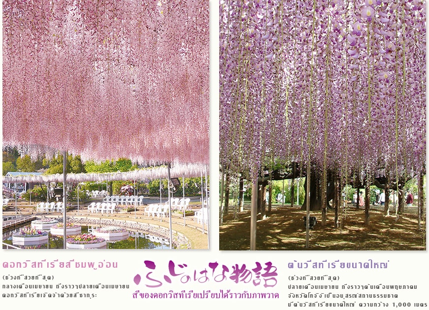 ดอกวิสทีเรียสีชมพูอ่อน (ช่วงที่สวยที่สุด) กลางเดือนเมษายน ถึงราวๆปลายเดือนเมษายน ดอกวิสทีเรียเจิดจ้าด้วยสีซากุระ