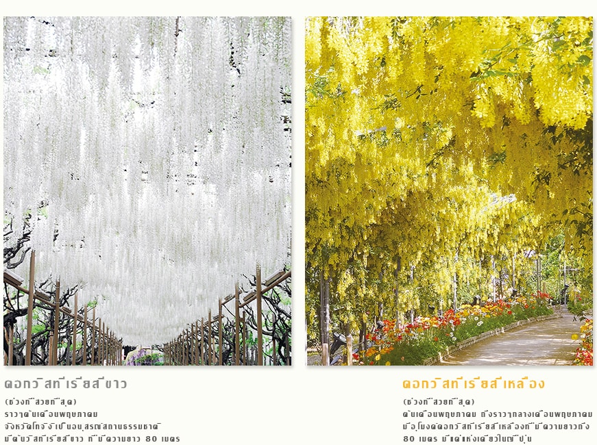 ดอกวิสทีเรียสีขาว (ช่วงที่สวยที่สุด) ราวๆต้นเดือนพฤษภาคม จังหวัดโทจิงิเป็นอนุสรณ์สถานธรรมชาติ มีต้นวิสทีเรียสีขาว ที่มีความยาว 80 เมตร