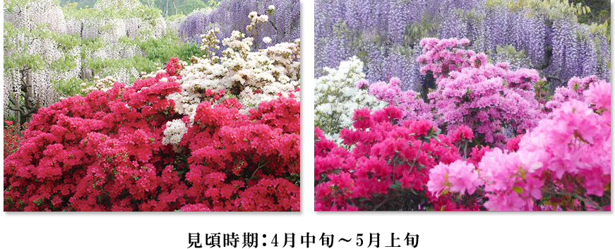 見頃時期:4月中旬~5月上旬