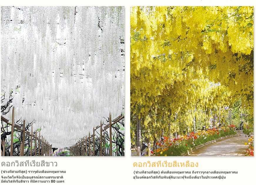 ดอกวิสทีเรียสีขาว (ช่วงที่สวยที่สุด) ราวๆต้นเดือนพฤษภาคม จังหวัดโทจิงิเป็นอนุสรณ์สถานธรรมชาติ มีต้นวิสทีเรียสีขาว ที่มีความยาว 80 เมตร