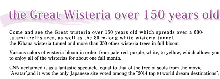 Come and see the Great wisteria over 150 years old which spreads over a 600- tatami trellis area, as well as the 80 m-long white wisteria tunnel,the Kibana wisteria tunnel and more than 350 other wisteria trees in full bloom.Various colors of wisteria bloom in order, from pale red, purple, white, to yellow, which allows you to enjoy all of the wisterias for about one full month.CNN acclaimed it as a fantastic spectacle, equal to that of the tree of souls from the movie "Avatar",and it was the only Japanese site voted among the "2014 top 10 world dream destinations".