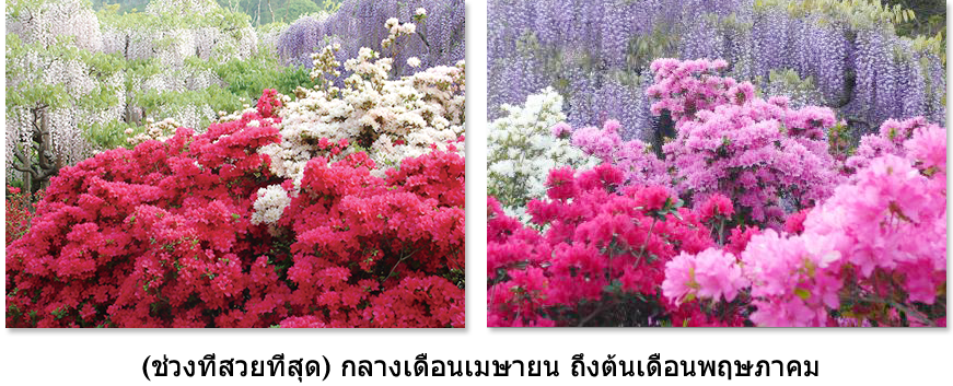 (ช่วงที่สวยที่สุด) กลางเดือนเมษายน ถึงต้นเดือนพฤษภาคม